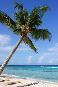 Caribbean Beach with palm trees, Dominican Republic, West Indies, Caribbean