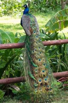 Peacock on a green grass