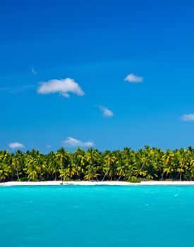 Caribbean Beach and Palm tree  .Paradise. Vacation and Tourism concept. 