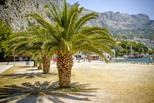 Photo presents palm trees with big green leaves from european beach (greece, turkey, croatia, italy, spain), sunny landscape with visible fragment of sea, harbour and mountains inthe background.