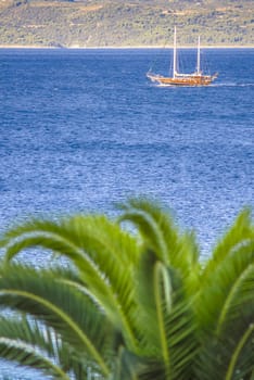 A sailing ship in the sea, visible palm with green leaves in the front, vertical shot, space for subtitles.