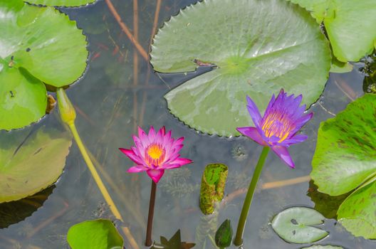 Red and purple water lily lotus blooming in the small pond