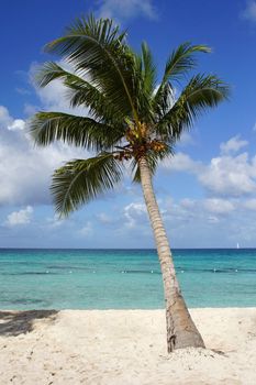 Caribbean Beach with palm trees, Dominican Republic, West Indies, Caribbean