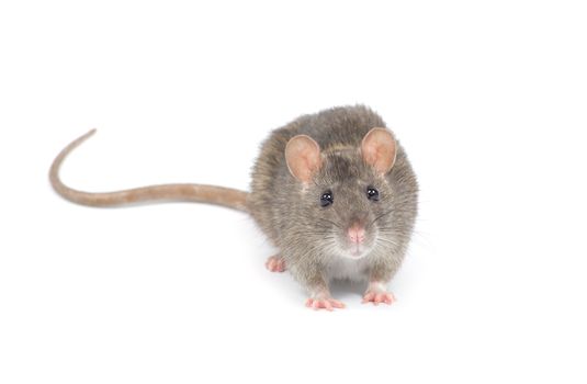 rat  isolated on white background