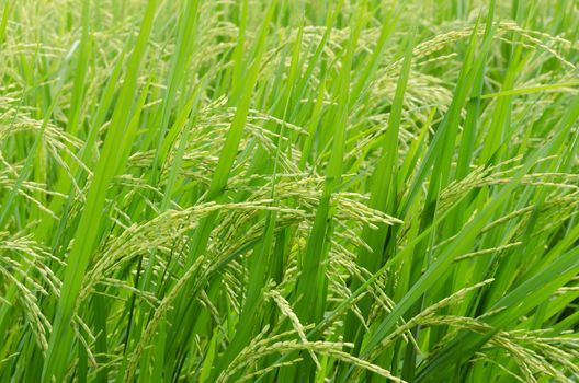 Green  rice in the rice field near the time for harvest