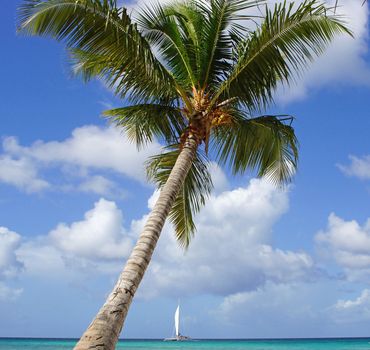 Coconut tree on caribbean beach, Dominican Republic