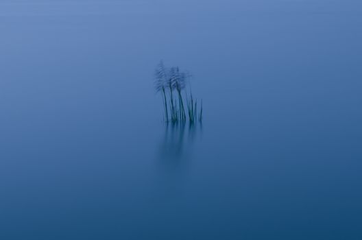 Sprints clump of grass at a lagoon in the evening