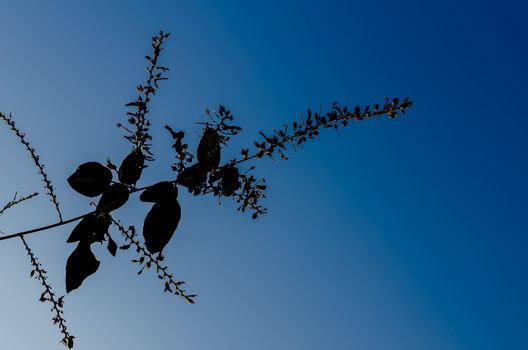 The wildflower with sunlight and blue sky late in the morning