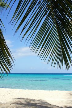 Caribbean Beach with palm trees, Dominican Republic, West Indies, Caribbean