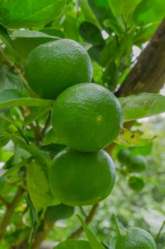 The green lemon ready for harvest in plantation