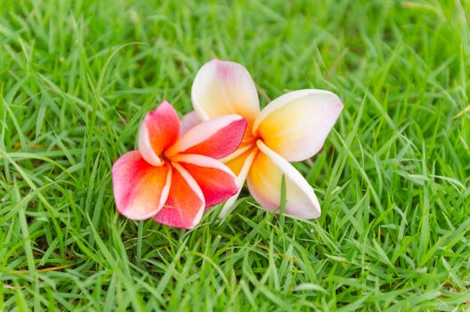 Pink frangipani flower fall on the grass in the breezy morning