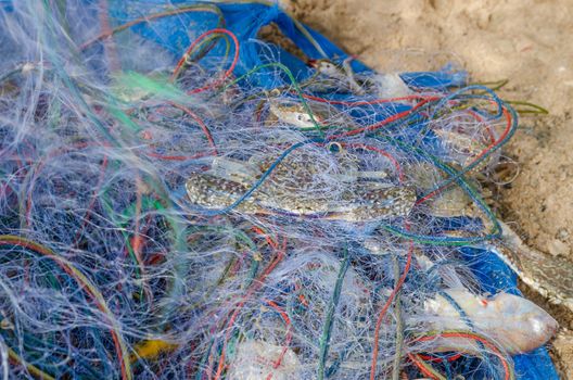 Blue crabs  trapped in fishnet at PMY beach Rayong Thailand