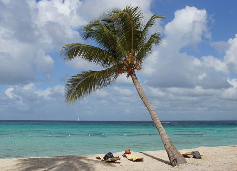 Caribbean Beach with palm trees, Dominican Republic, West Indies, Caribbean