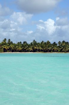 Caribbean Beach with palm trees, Dominican Republic, West Indies, Caribbean