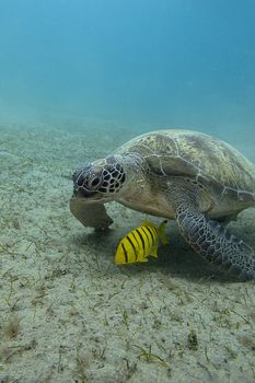 single sea turtle with yellow exotic fish on the bottom of red sea in egypt