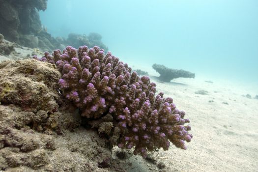coral reef with hard coral violet acropora at the bottom of tropical sea