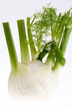 big fresh fennel isolated on white background