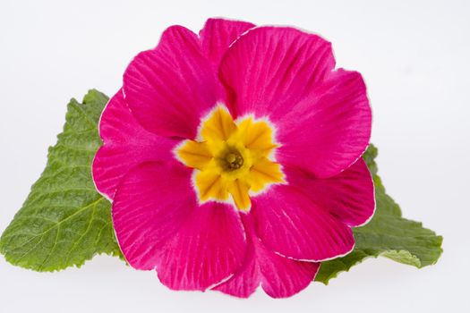 beautiful  spring flowers of pink primula -close up