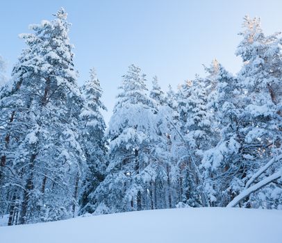 Snowy forest