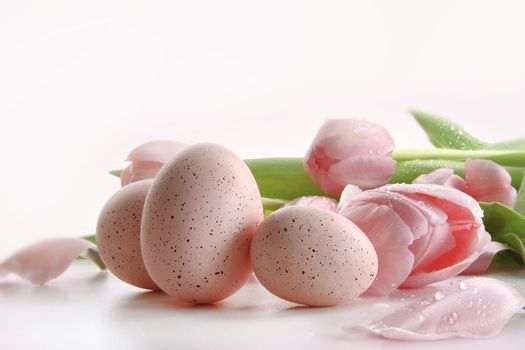 Pink tulips with water droplets and eggs on white