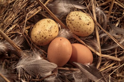 Domestic eggs in straw with feathers