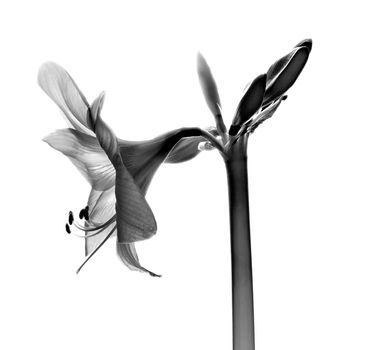 Amarilis flower in black and white