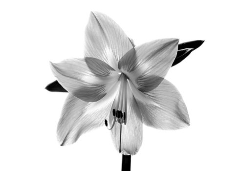 Amarilis flower in black and white