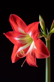 Red amarilis flower