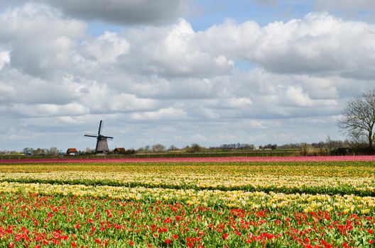Colorful fields of tulips and a windmill under a cloudy sky in Holland.