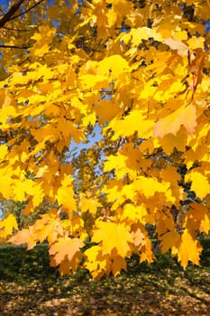 Beautiful photo of autumn maple with golden yellow leaves