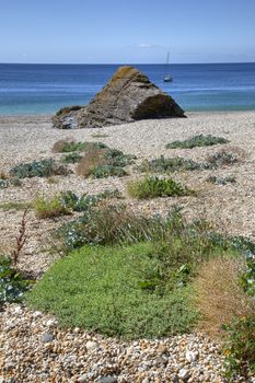 Sea Kale growing wild at Lantic Bay, Cornwall, England.