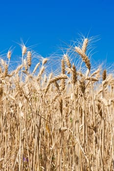 Beautiful golden wheat field under blue sky