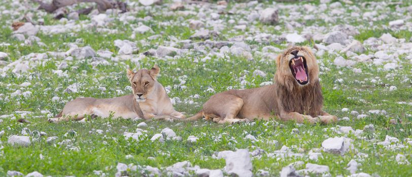 Lion walking on the rainy plains of Etosha, Namibia