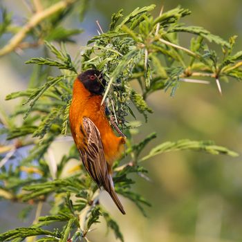 Southern Red Bishop busy building a nest, Namibia