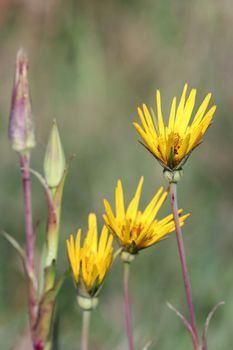 yellow wild flowers spring season