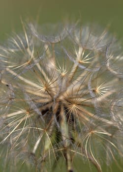 dandelion close up spring season