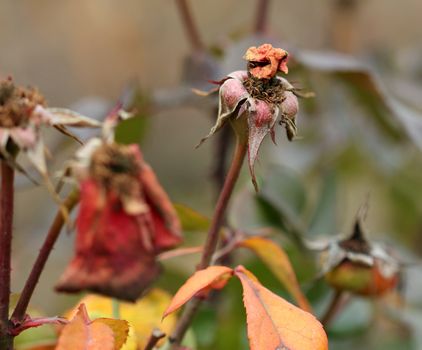 wilted roses garden nature background