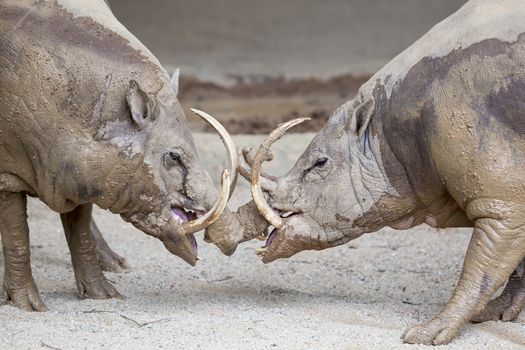 Babirusa Deer-Pig Wild Boar Pair Facing Each Other in Battle from Indonesia Closeup Portrait
