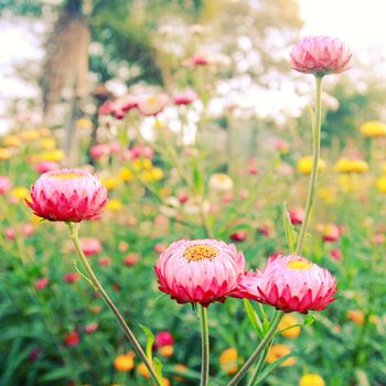 Small flowers in garden with retro filter effect 