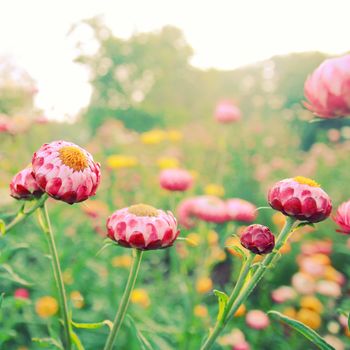 Small flower in garden with retro filter effect 