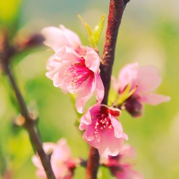 Close up of wild himalayan cherry with retro filter effect