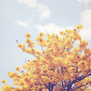 Yellow flower on the top of tree with retro filter effect 