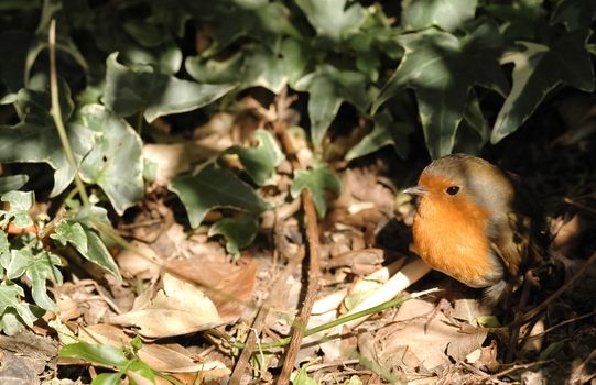 closeup of a robin in undergrowth with text space
