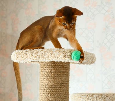 Young abyssinian cat at cat tree furniture