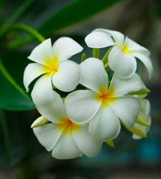Plumeria (Frangipanis) in a natural environment, including leaves. Shallow DOF.