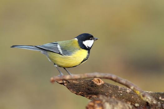 beautiful tiny bird ( parus major, great tit ) in the garden 