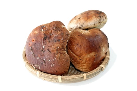 boletus mushrooms in wattle container on white background