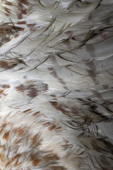 common buzzard ( buteo ) textured beautiful plumage