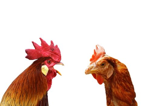 concept of family argue with two isolated birds ( rooster and hen )