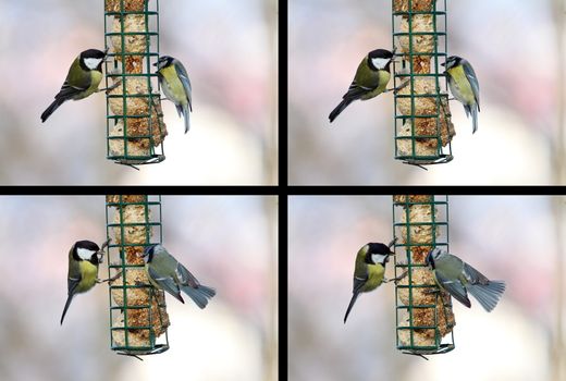 conflict between blue and great tit ( parus major and caeruelus ) at lard feeder in a series of images